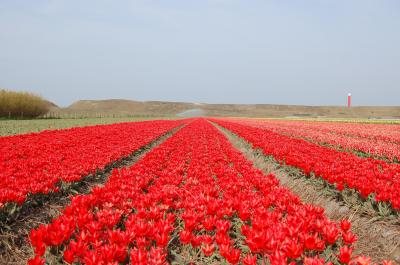 Bloemenveld